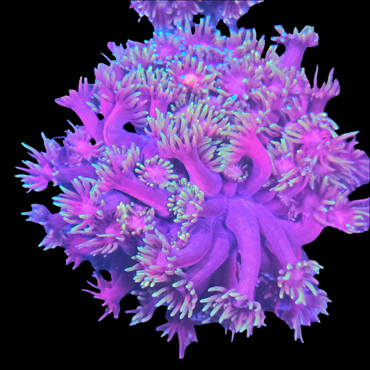 WYSIWYG QCR Magenta Blaze Goniopora LPS Colony (M)