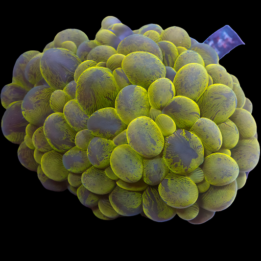 WYSIWYG Ultra Splatter Bubble LPS Coral Colony (M)