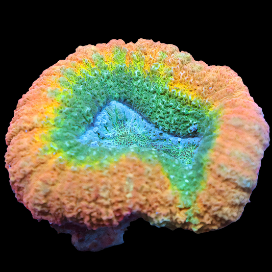 WYSIWYG Peach Ring Lobophyllia LPS Coral (S)