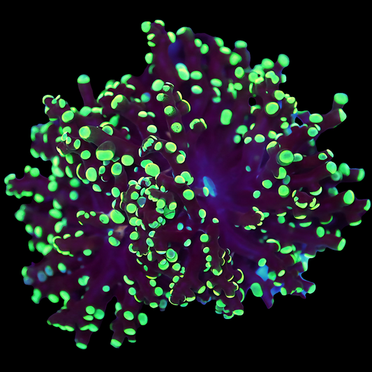 WYSIWYG Indo Cultured Neon Green Tip Branching Frogspawn LPS Coral Frag (2H)
