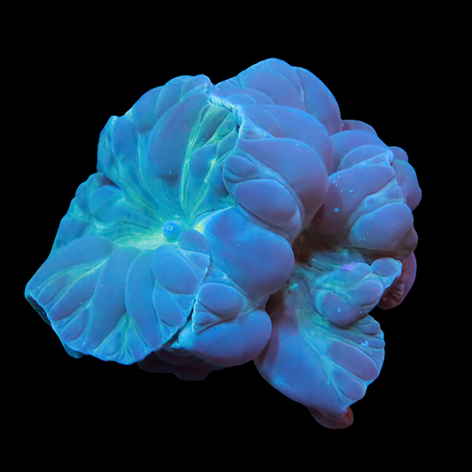 WYSIWYG - Fantastic Fox LPS Coral