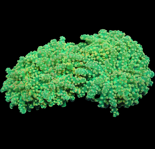 WYSIWYG Indo Ultra Citrus Bomb Branching Frogspawn LPS Coral Colony (4H)