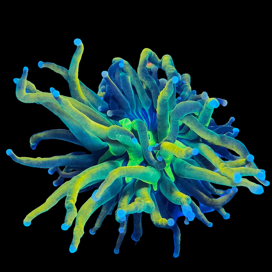 WYSIWYG - Holy Grail Torch Coral Frag - LPS Coral