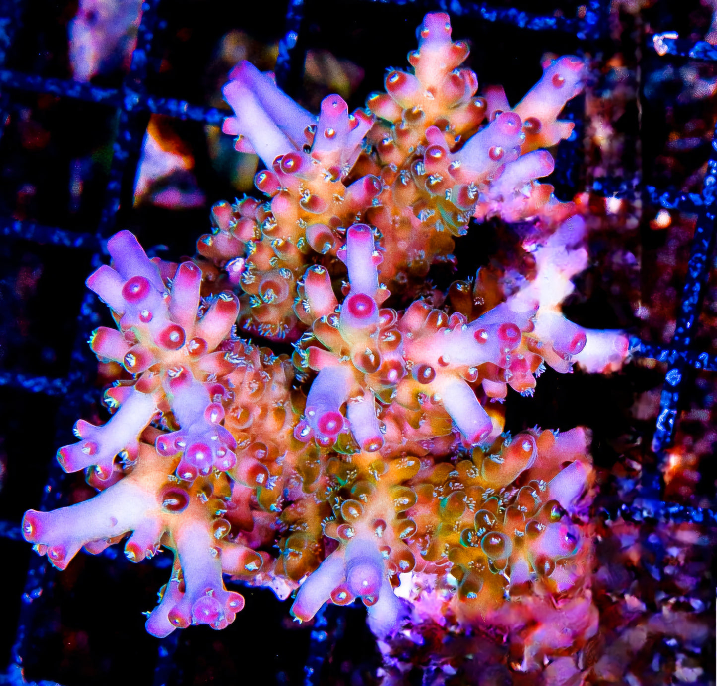WYSIWYG Smoothie Acropora - SPS Coral Frag