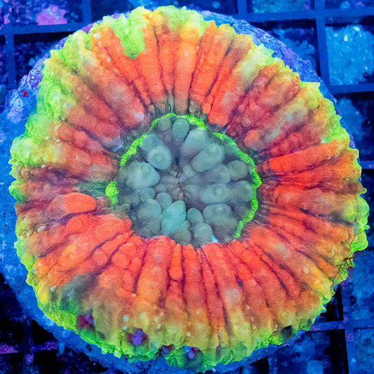 WYSIWYG Lobophyllia LPS Coral (M)
