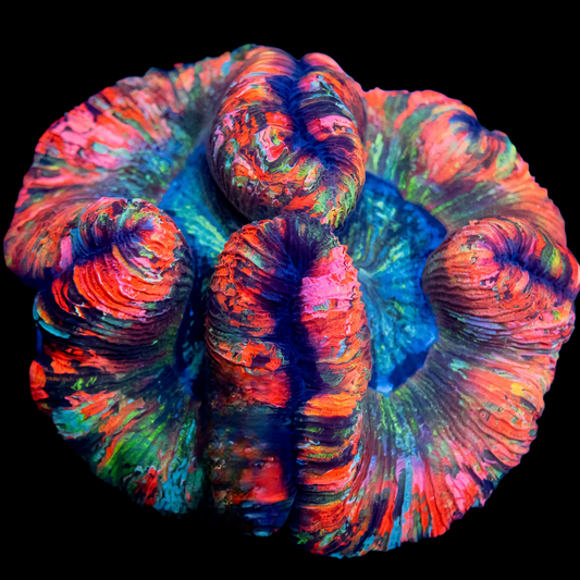 WYSIWYG Cosmic Tide Trachyphyllia LPS Coral - SHOW SIZE