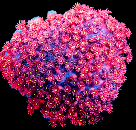 WYSIWYG Yellow Eye Goniopora LPS Colony (L)