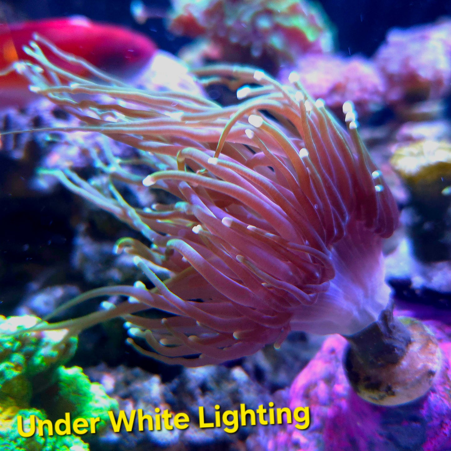 WYSIWYG Indo Gold LPS Torch Coral Frag (1H)