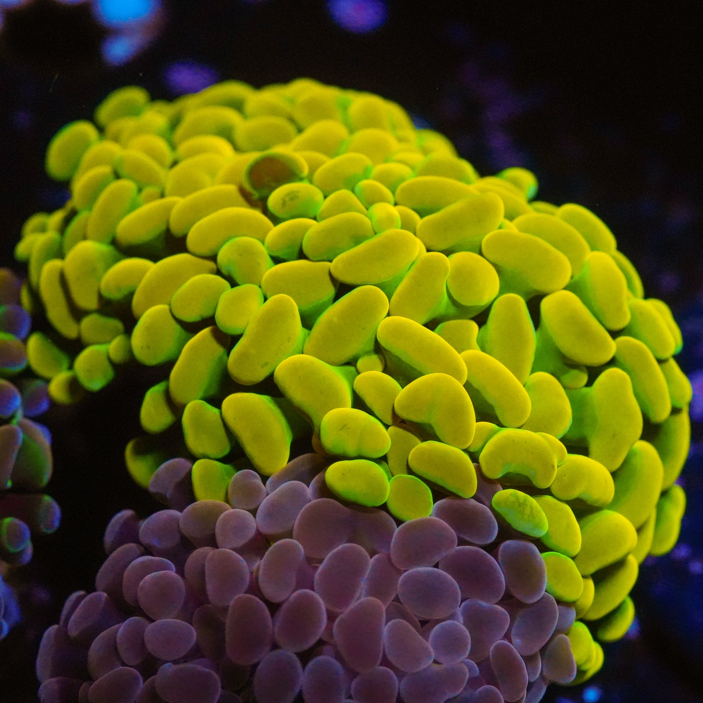 WYSIWYG Indo Holy Grail  Branching Hammer LPS Frag (2H)