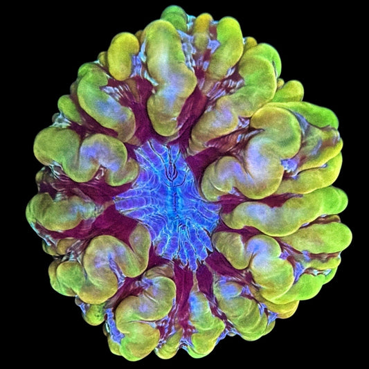 WYSIWYG Sunrise Cynarina LPS Coral (M)