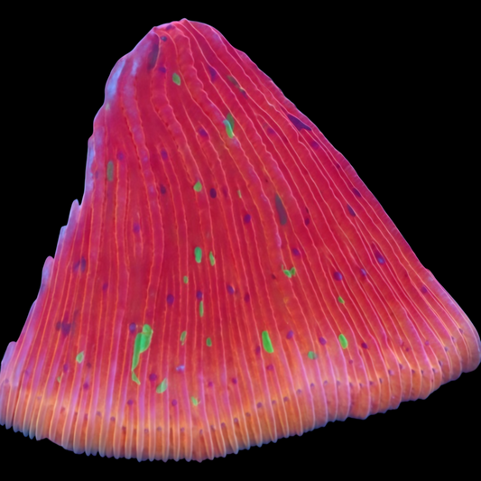 WYSIWYG Chili Confetti Fungia Diaseris Plate LPS Coral (XS)