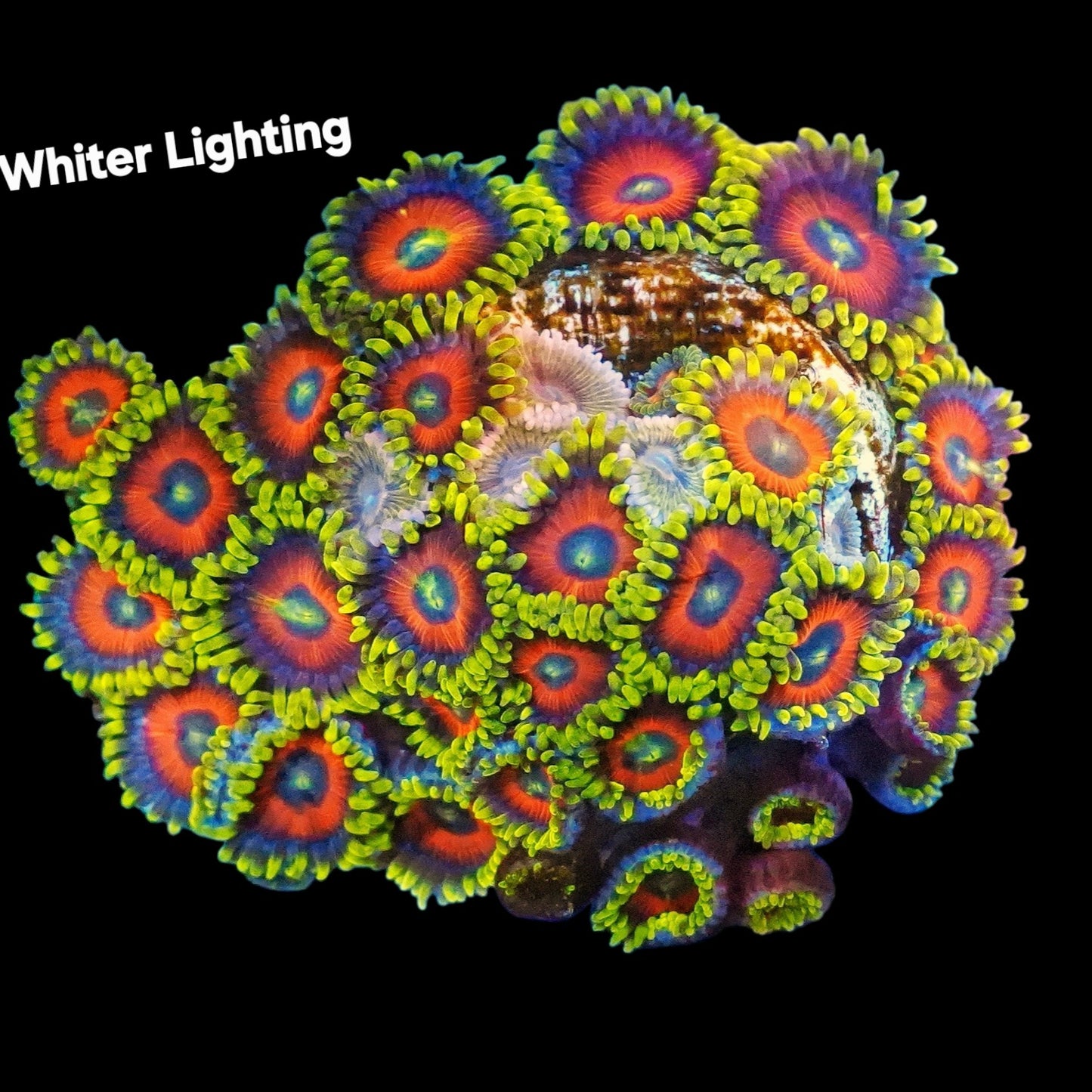 Super Saiyan Zoanthids (CUT TO ORDER)