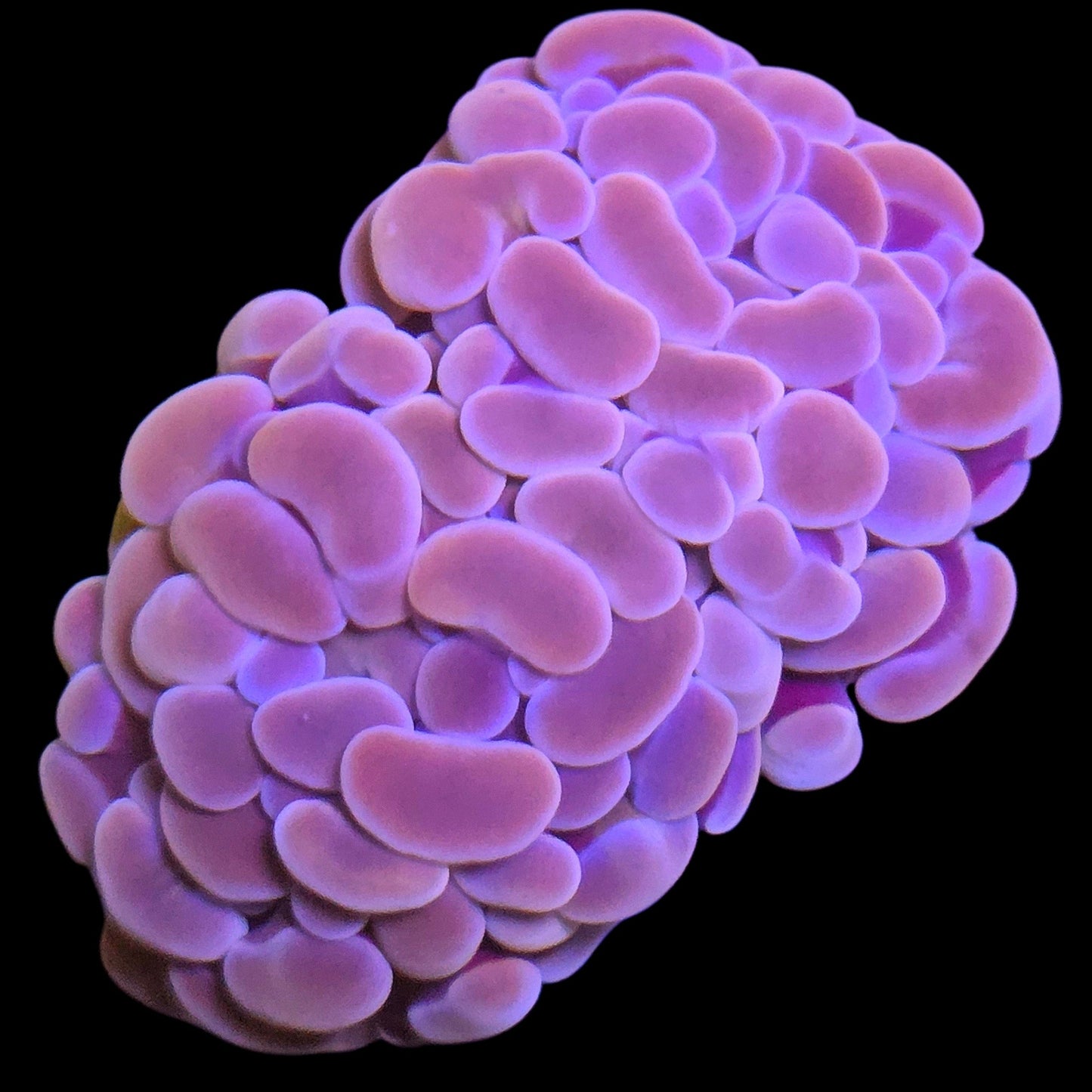 WYSIWYG Purple Rain Branching Hammer LPS Coral (2H)