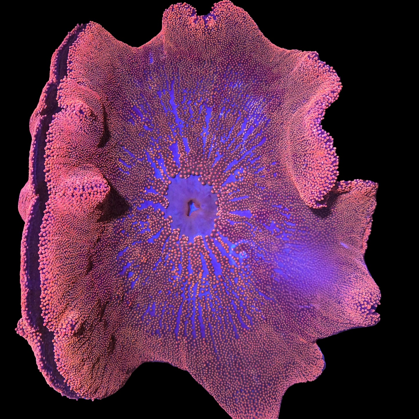 WYSIWYG Red/Pink Carpet Anemone (XL)