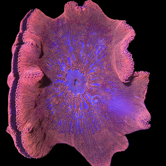 WYSIWYG Red/Pink Carpet Anemone (XL)