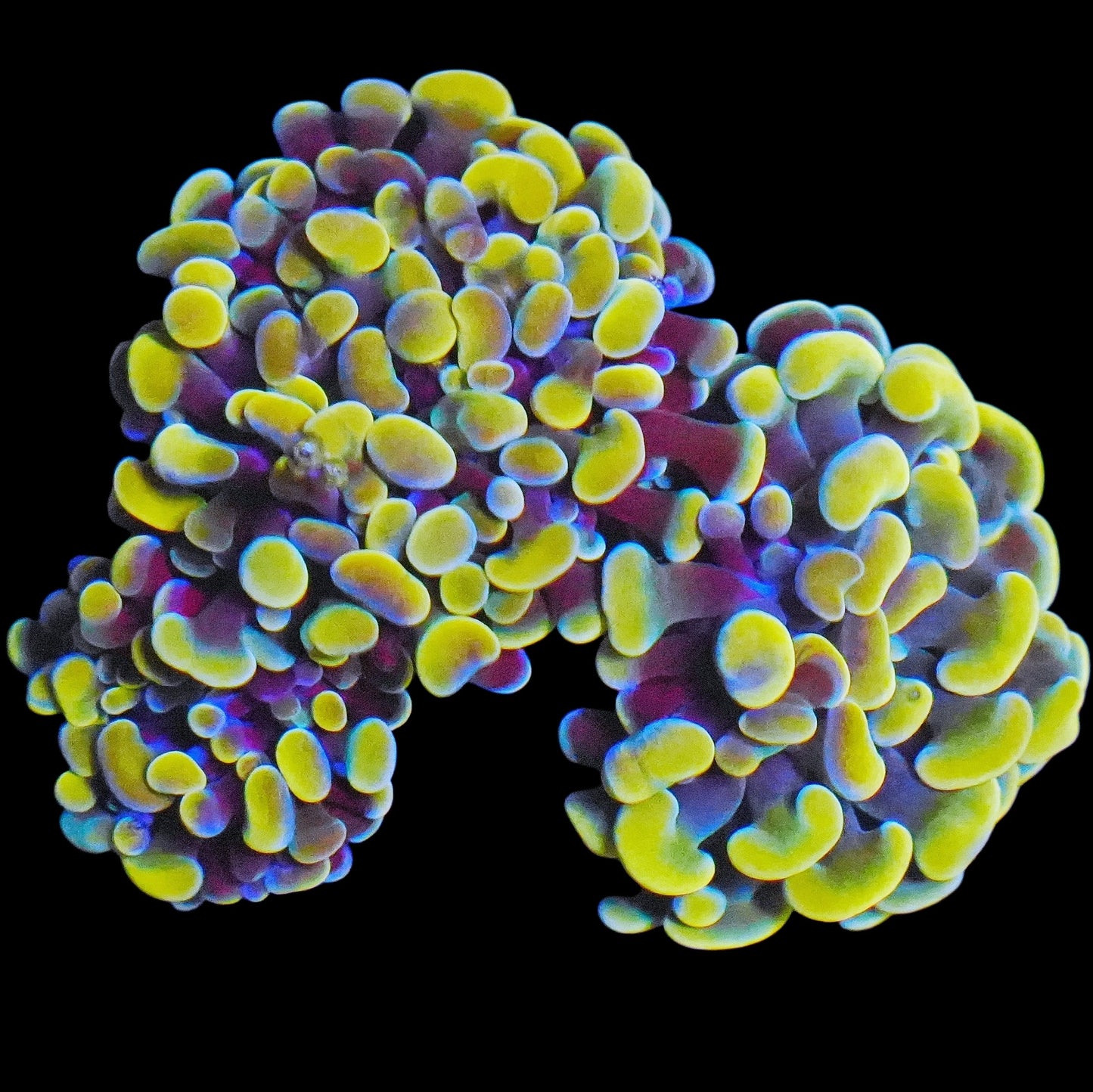 WYSIWYG Mellow Yellow Branching Hammer LPS Coral Colony