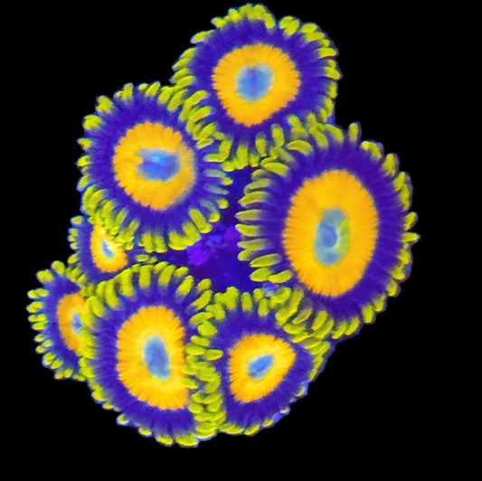 WYSIWYG Scrambled Eggs Zoanthids Frag (7P)