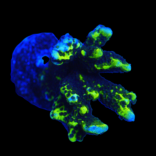 WYSIWYG Green Montipora Spongodes - SPS Coral Frag (L)