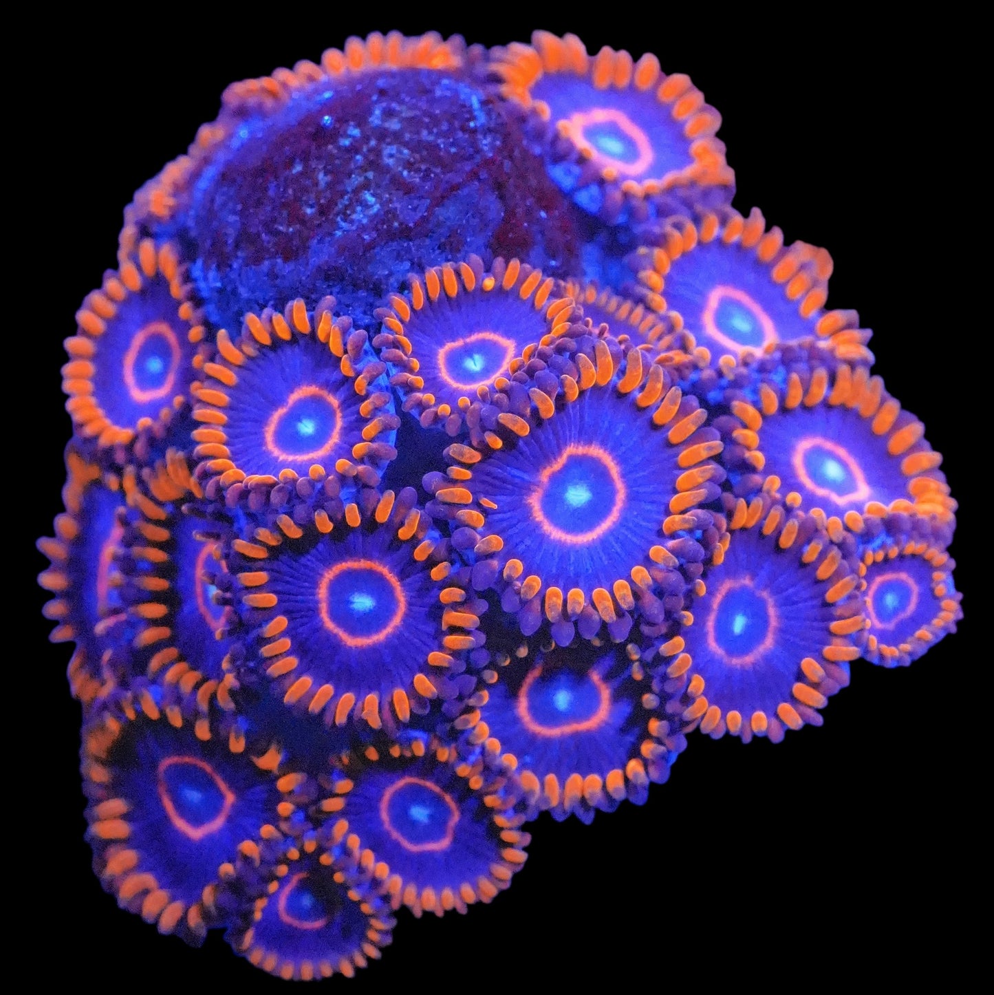 WYSIWYG Red Hornet Zoanthids Frag