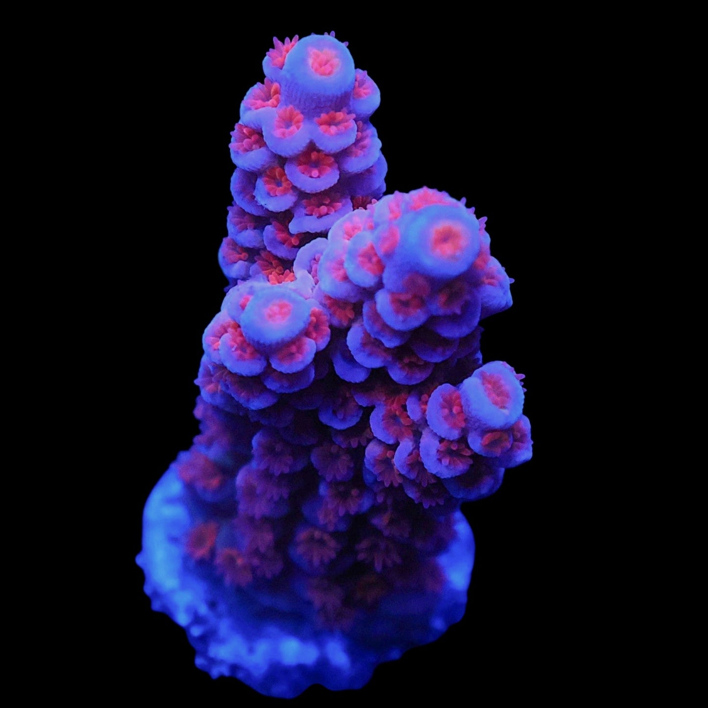 WYSIWYG SDC Cherry Bomb Acropora SPS Frag