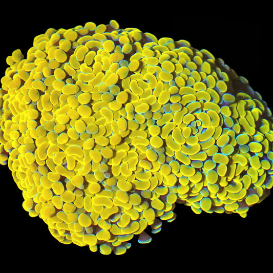 Holy Bright Branch Hammer LPS Frag (Per Head)