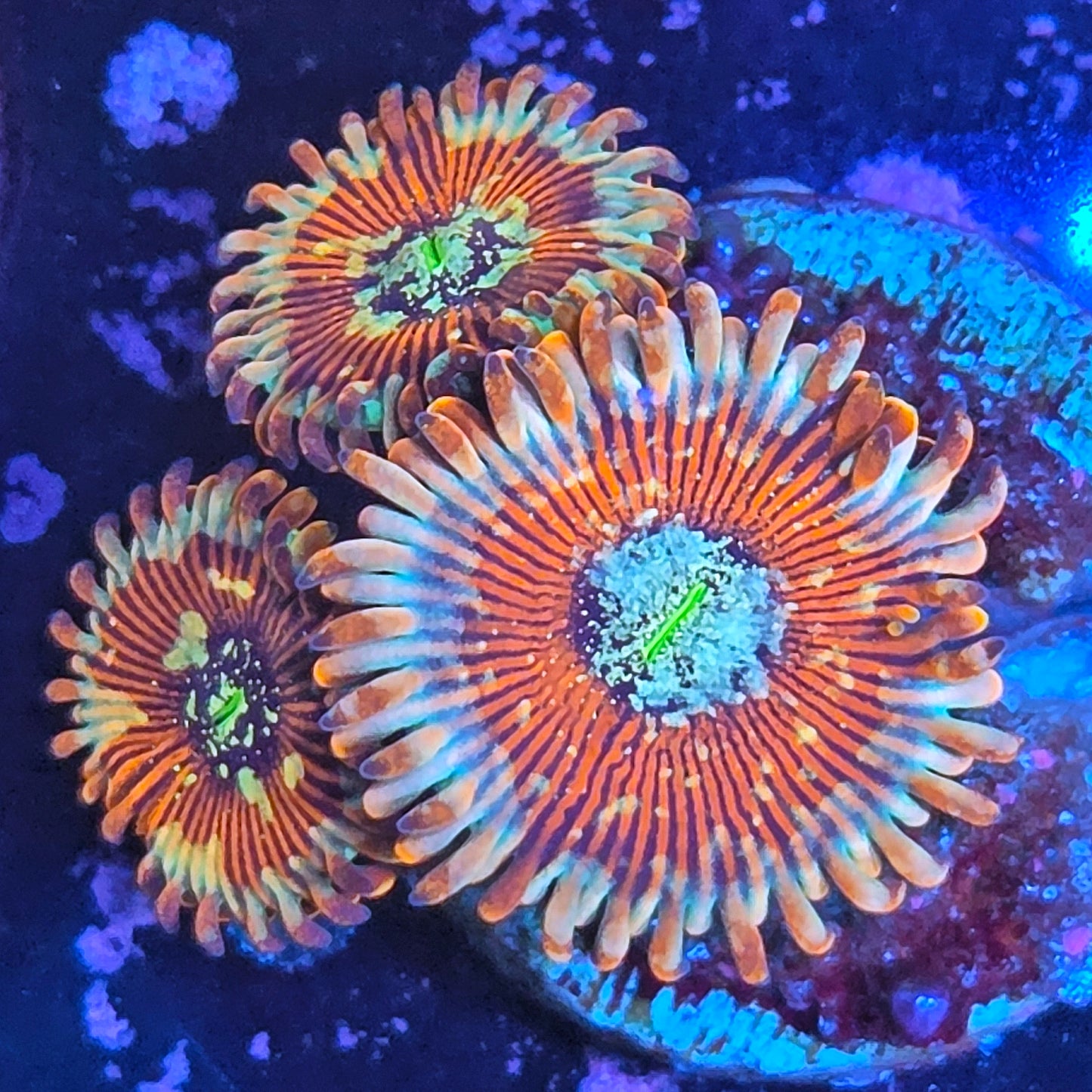 WYSIWYG White Zombie Zoanthids Frag #1