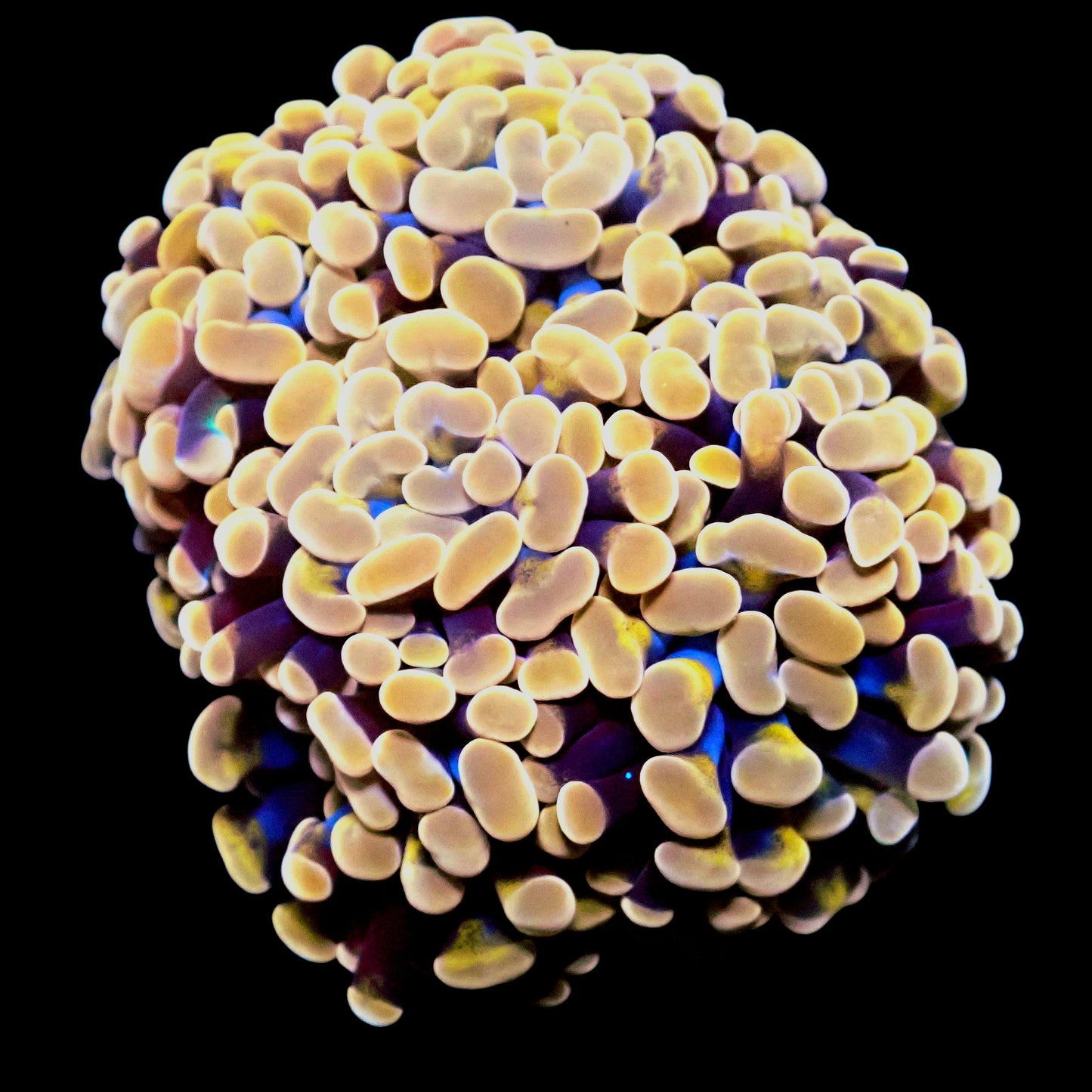 WYSIWYG Peachy Branch Hammer Colony (4H)
