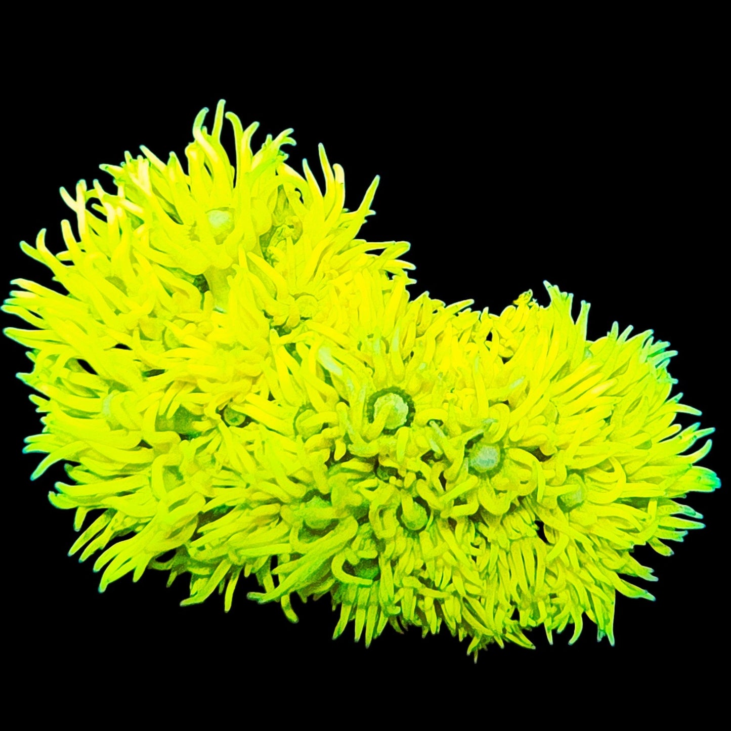 WYSIWYG Toxic Grinch Goniopora LPS Mini Colony