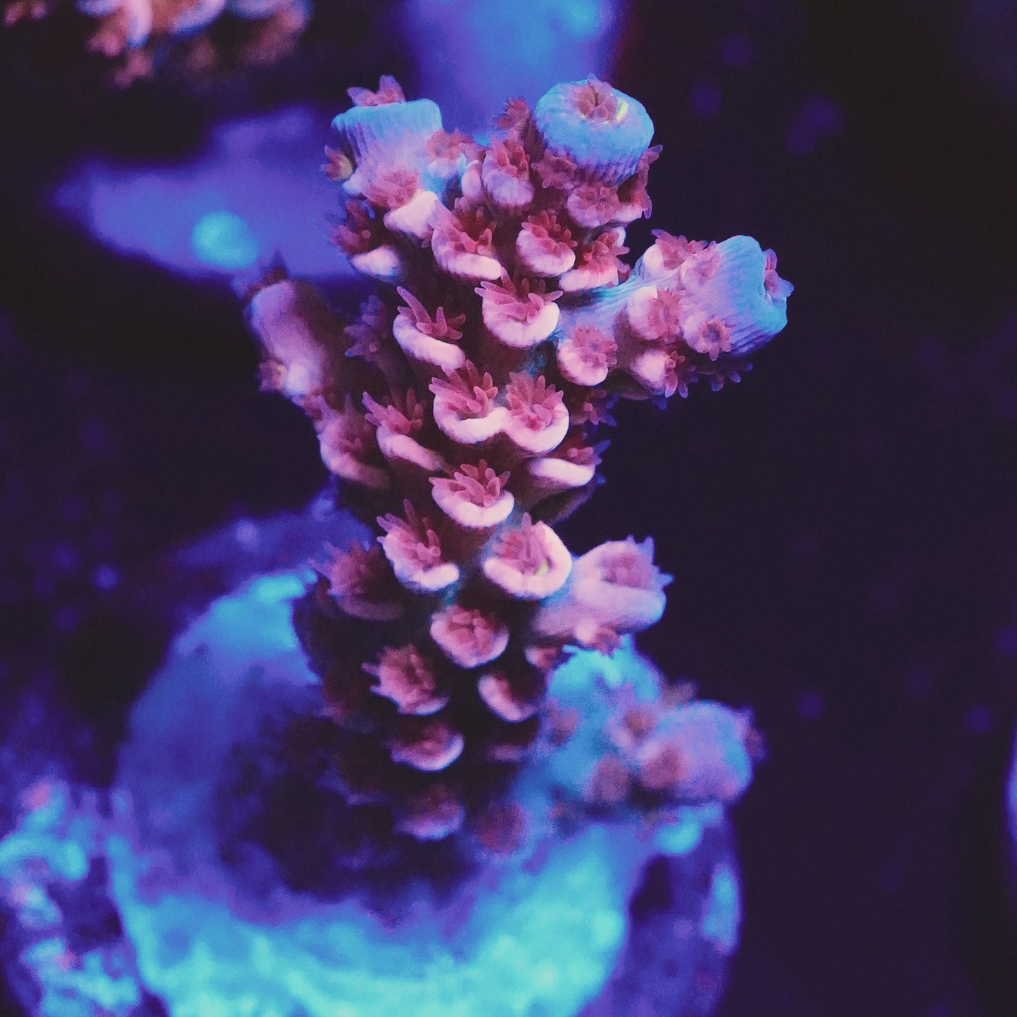 WYSIWYG Acropora Tenius SPS Frag (L)