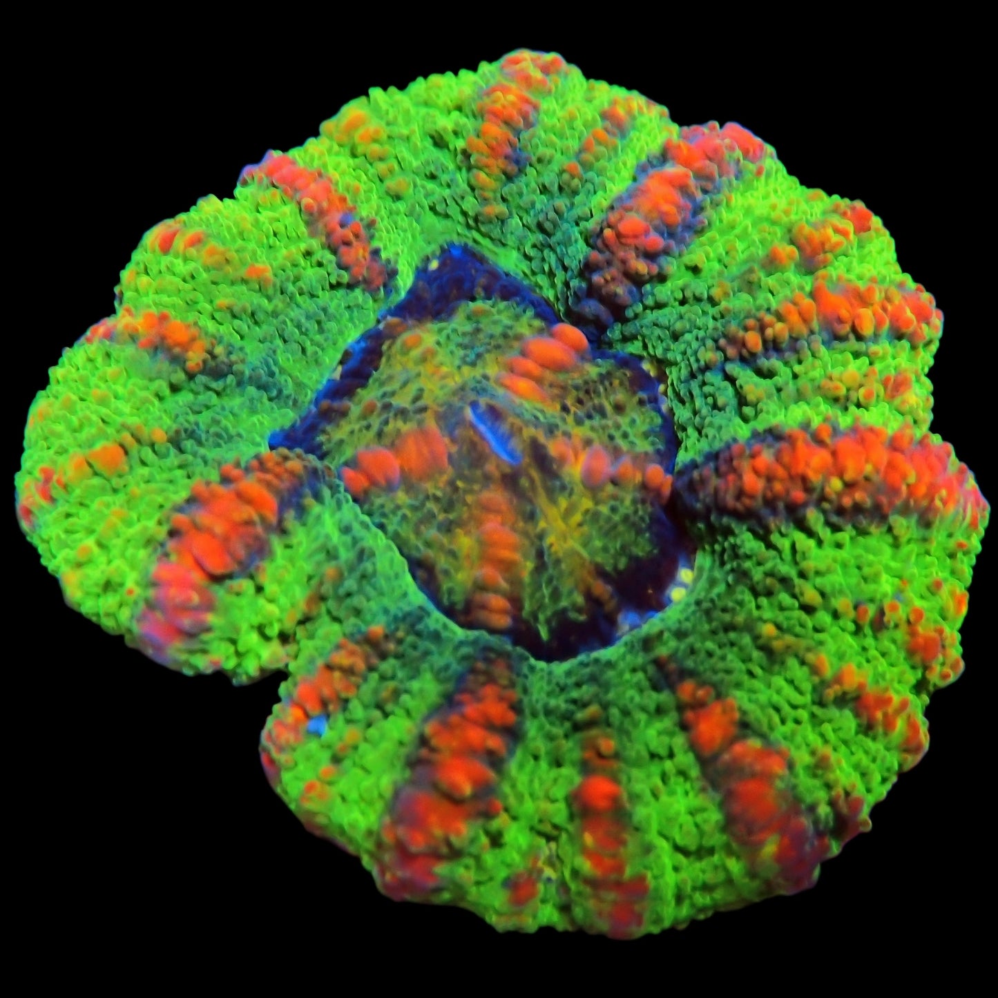 WYSIWYG Aussie Ultra Button Scolymia LPS Coral