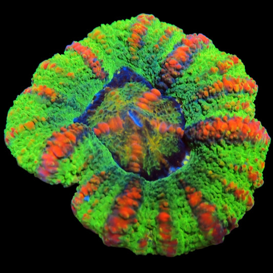 WYSIWYG Aussie Ultra Button Scolymia LPS Coral