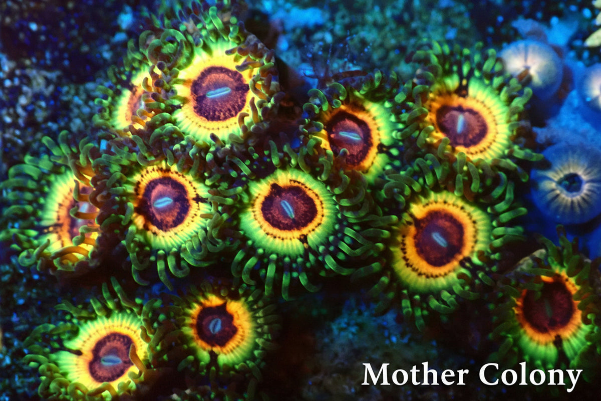 WYSIWYG Little Shop of Horror Zoanthids Frag (5P+)