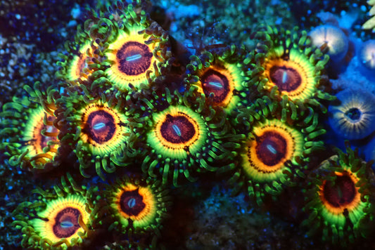 Little Shop of Horror Zoanthids Frag (CUT TO ORDER)