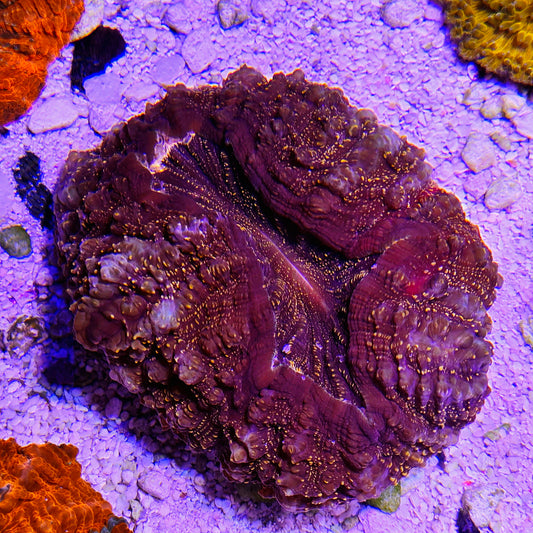 WYSIWYG - Aussie Orange Speckled Acanthophyllia Show Size
