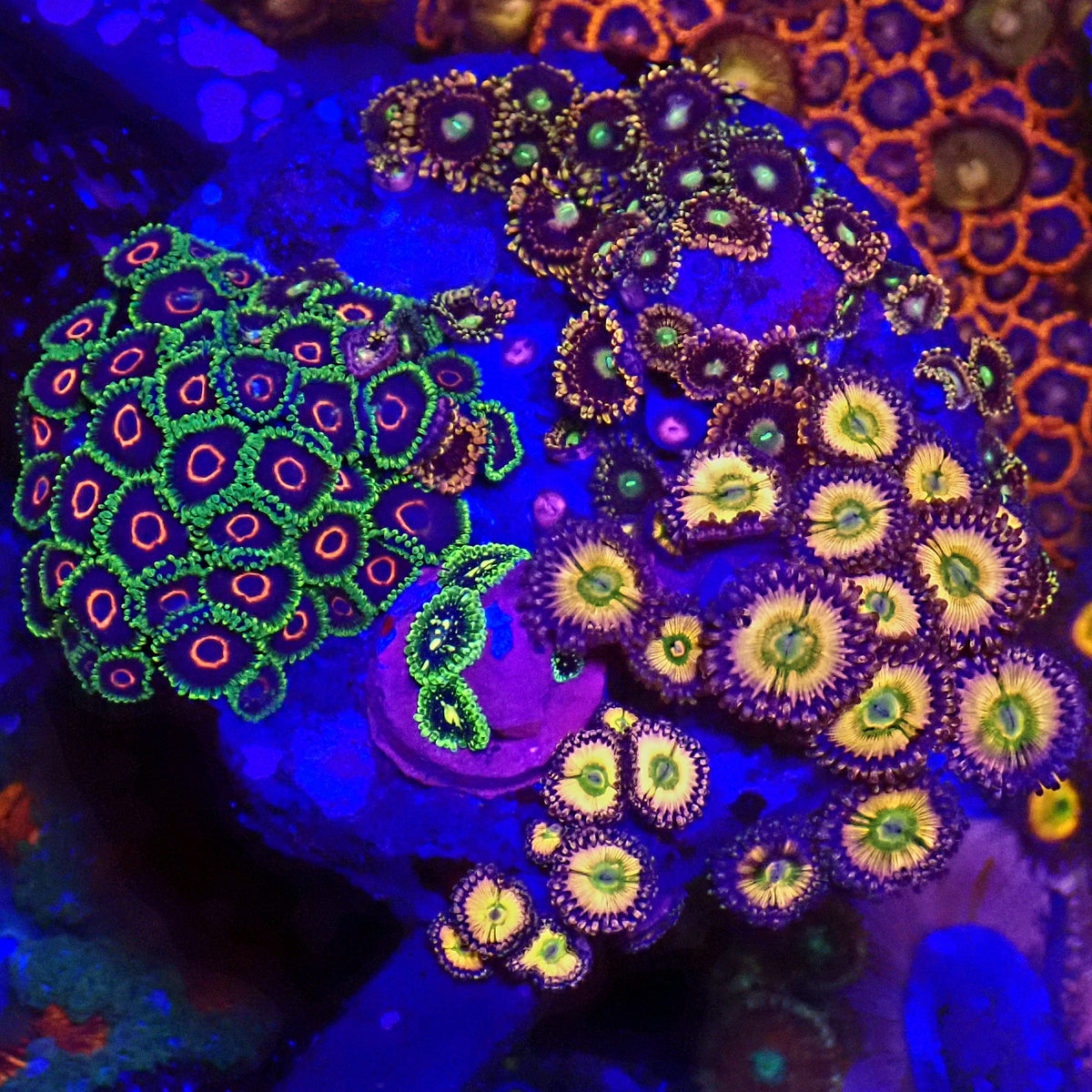 WYSIWYG Premium Zoanthids Garden