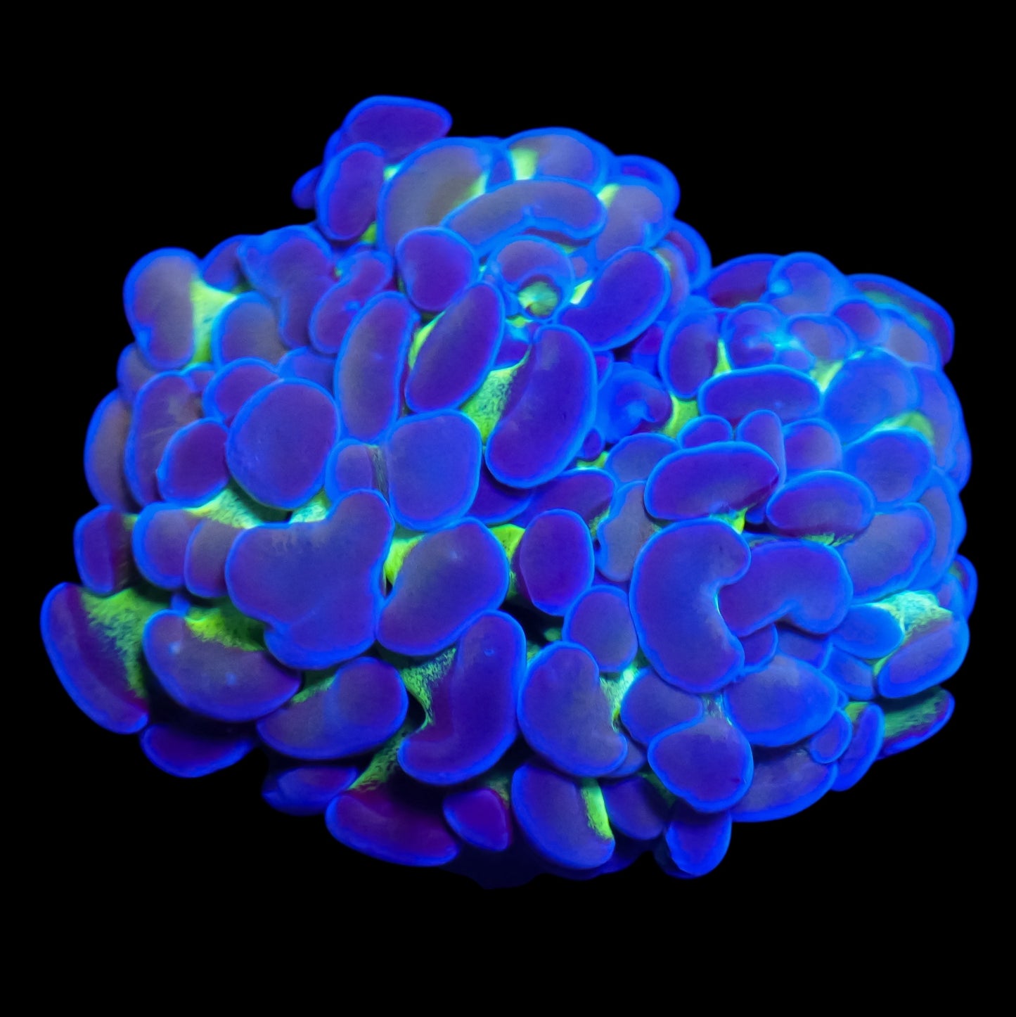 WYSIWYG Hologram Branch Hammer LPS Frag (2H)
