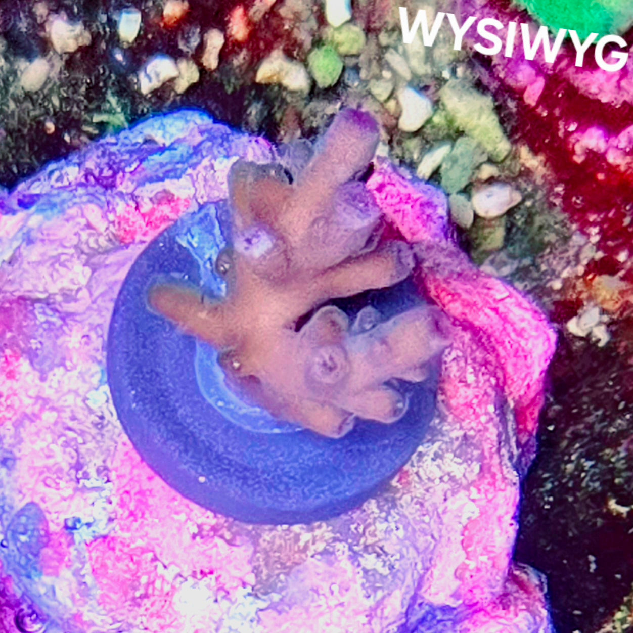 WYSIWYG Smoothie Acropora - SPS Coral Frag