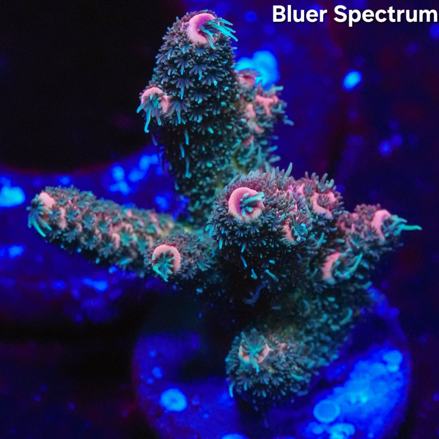 WYSIWYG Acropora Millepora SPS Frag (L)