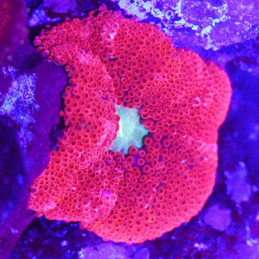 WYSIWYG Red Mini Carpet Anemone (S)
