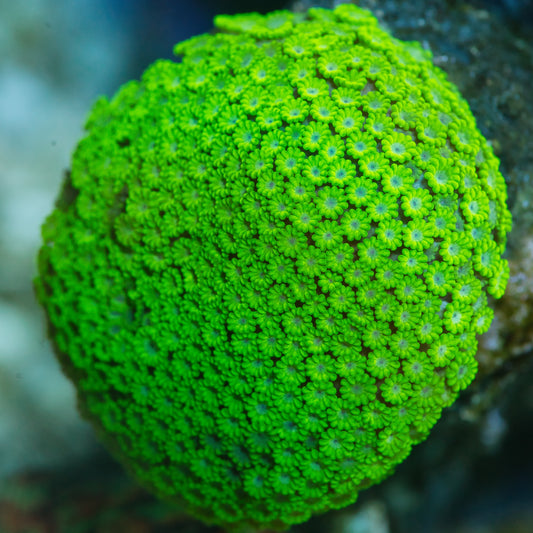 WYSIWYG - TSA Spearmint Candy Alveopora Mini Colony