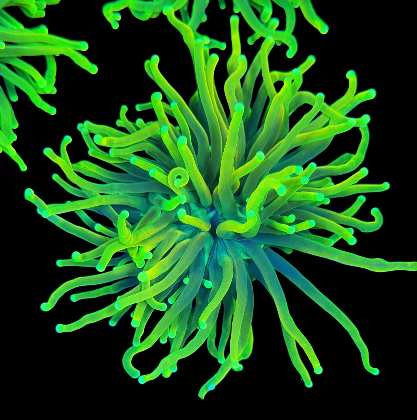 WYSIWYG  Lemon Lime Master Torch LPS Coral Frag