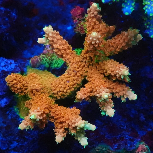 TGC Orange Creamcicle Acropora Frag - SPS Coral (CUT TO ORDER)