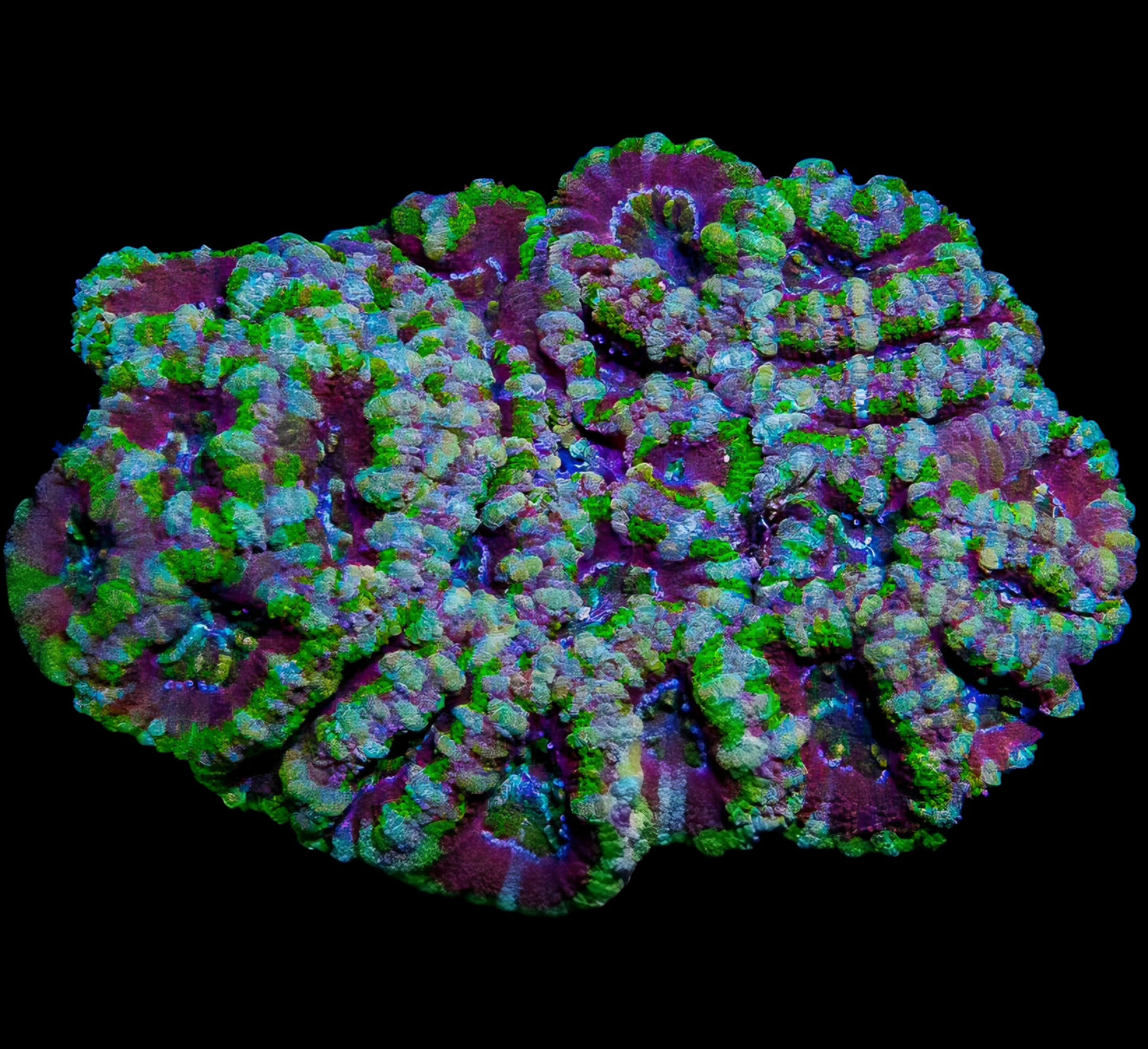 WYSIWYG Aussie Joker's Acan Lord LPS Colony