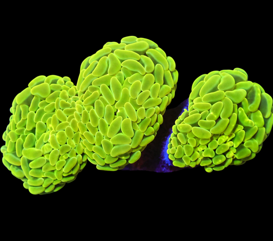 WYSIWYG Aussie Canary Yellow Thick Branch Hammer LPS Frag (3H)