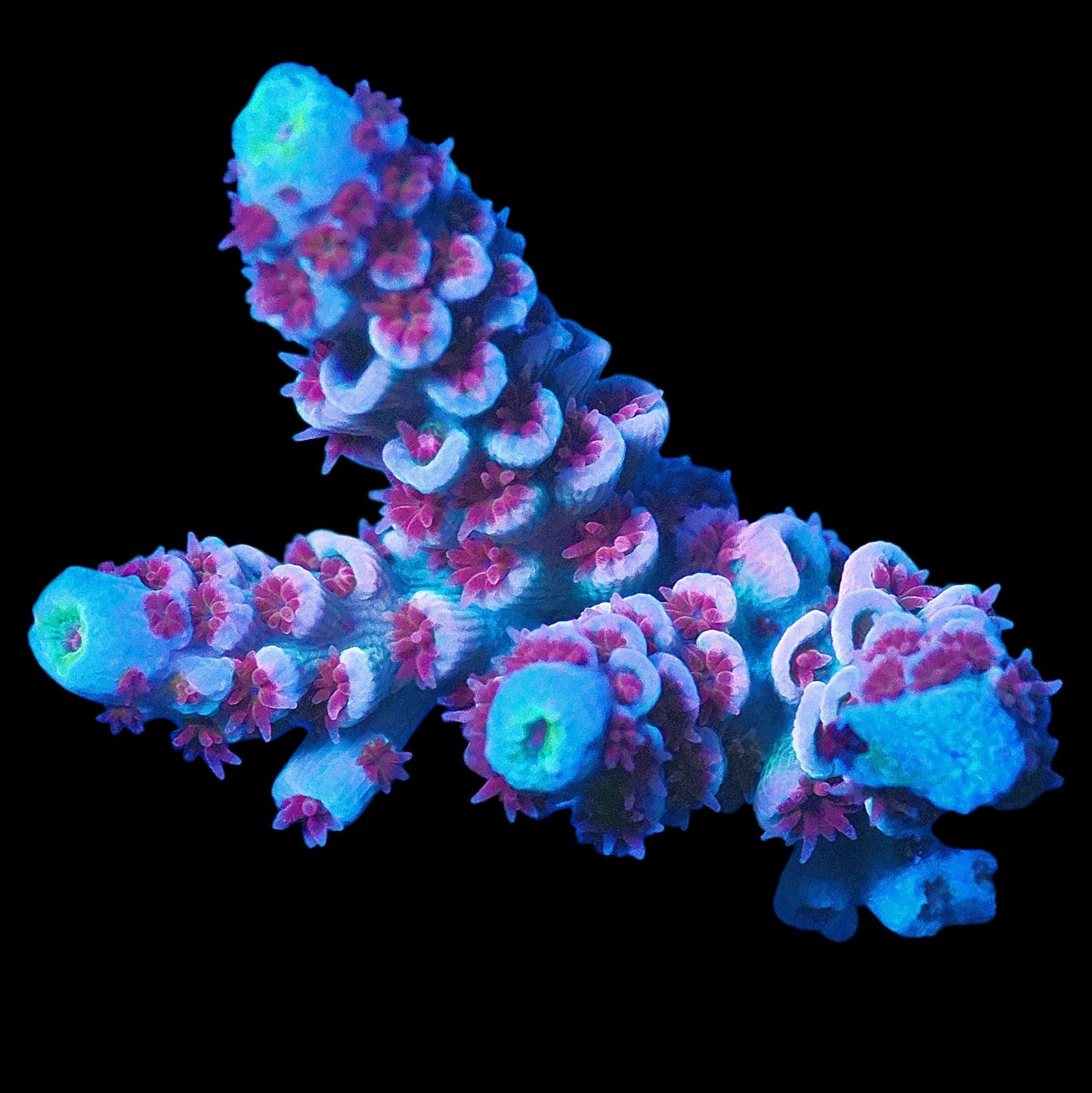 WYSIWYG SDC Acropora Asst. Tenius SPS Frag (L)