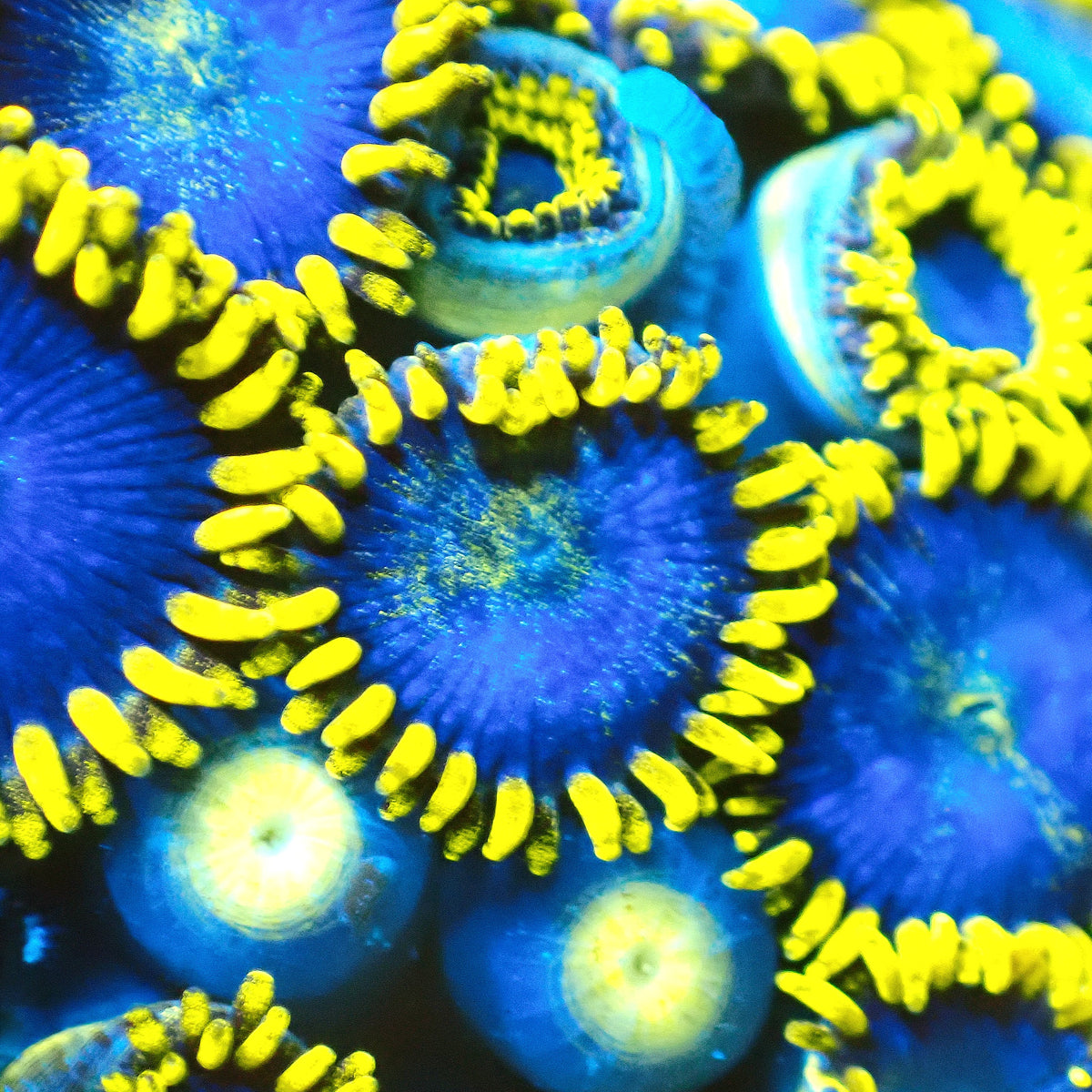 Avatarbeast Zoanthids Frag (CUT TO ORDER)