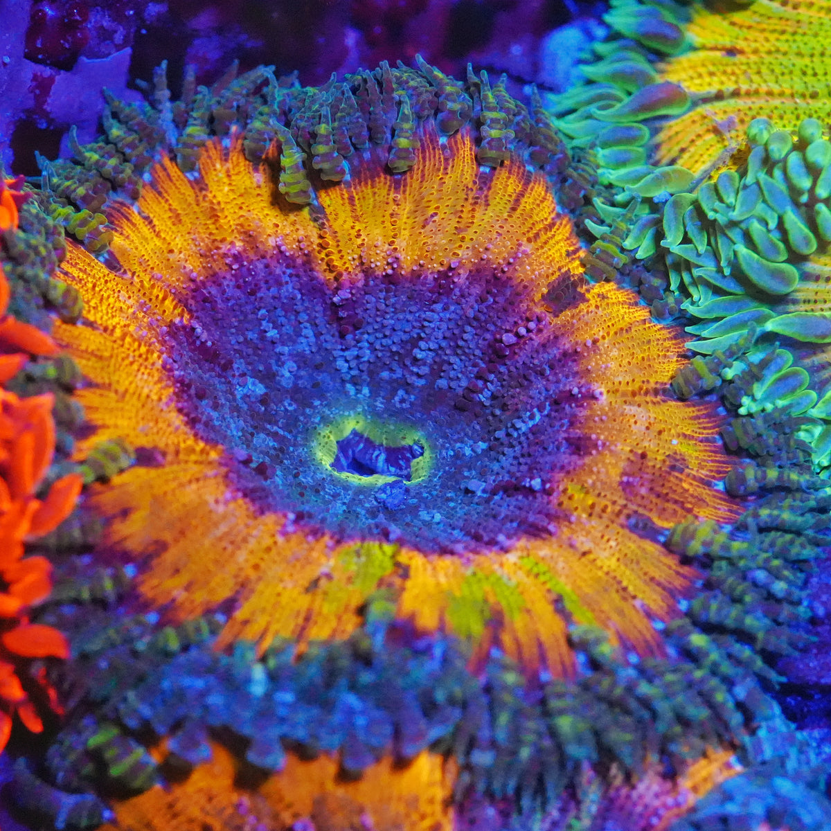 WYSIWYG Ultra Rock Flower Anemone (Orange)