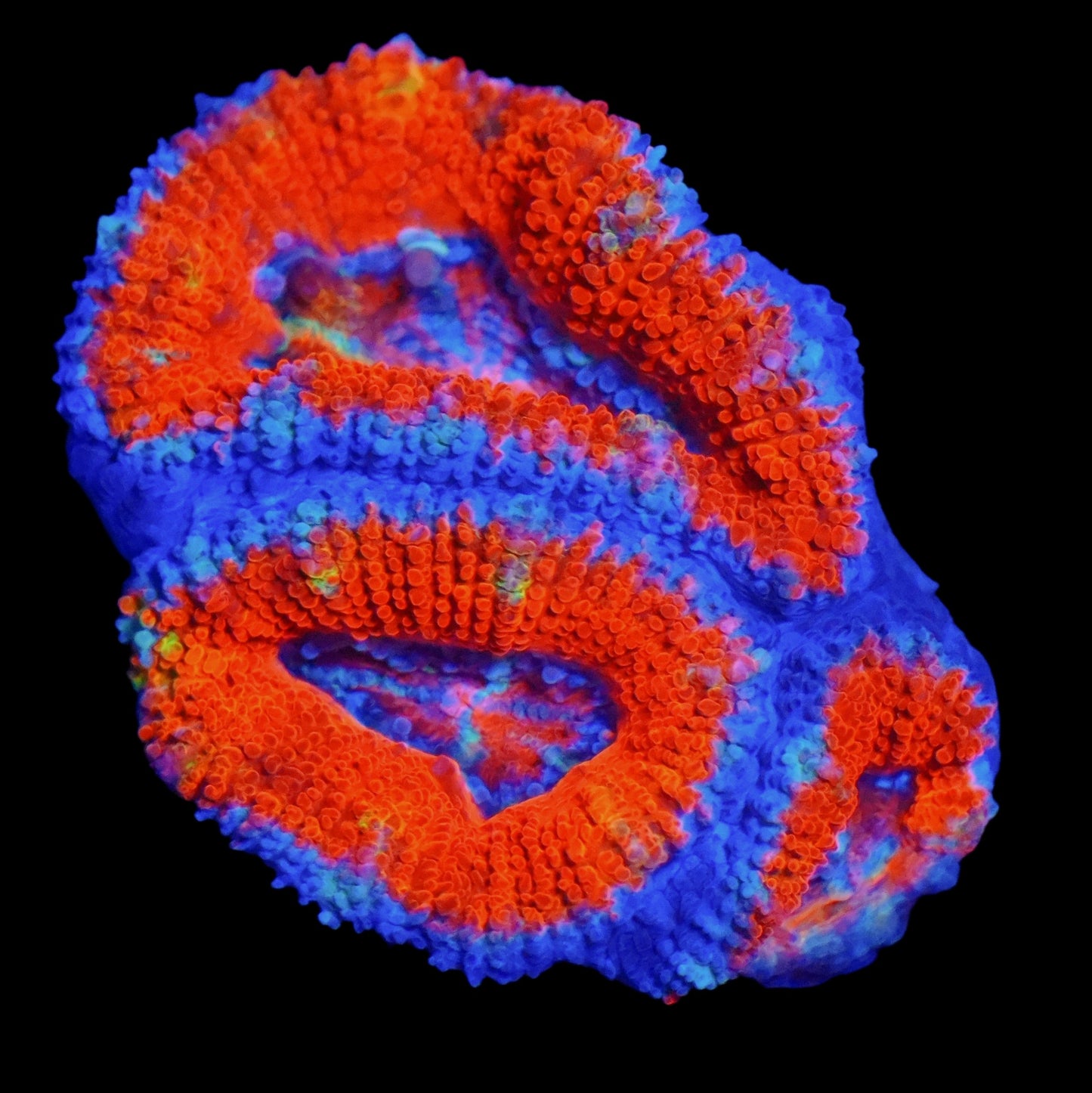 WYSIWYG Ultra Rainbow Micromussa LPS Frag