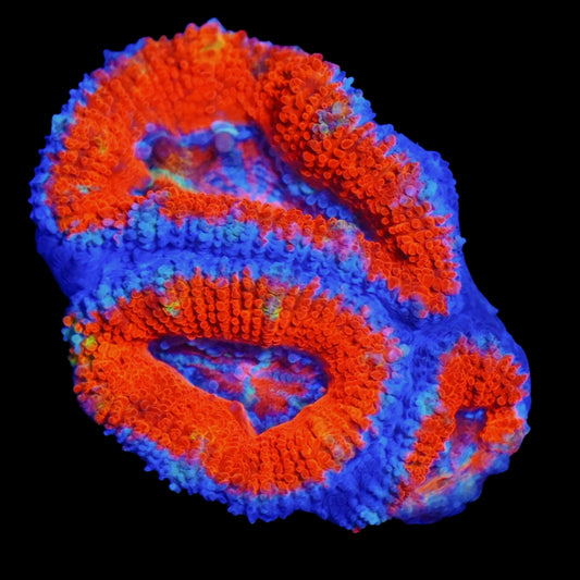 WYSIWYG Ultra Rainbow Micromussa LPS Frag