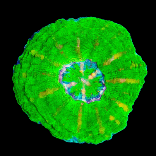 WYSIWYG Aussie BioHazard Button Scolymia LPS Coral